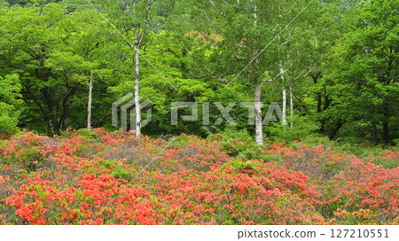 Azalea Carpet Azalea Carpet 127210551