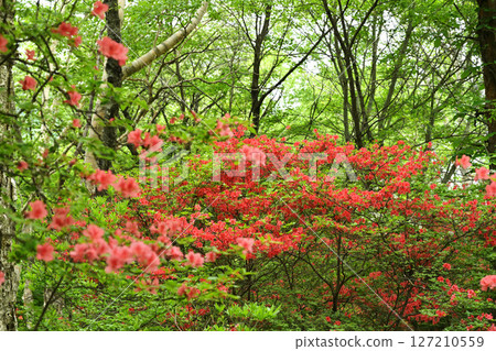 杜鵑花的森林 杜鵑花的森林 127210559