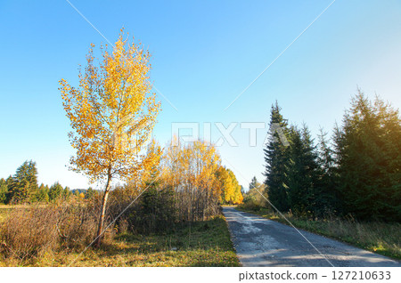 Empty country asphalt road with trees and field on sides, foliage coloured with autumn colours, clear sky above 127210633