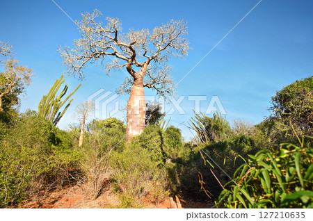 Forest with small baobab and octopus trees, bushes and grass growing on red dusty ground Forest with small baobab and octopus trees, bushes and grass growing on red dusty ground 127210635