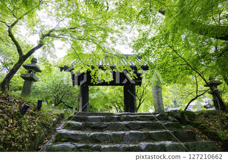初夏的黑門秋月城跡,綠意盎然 初夏的黑門秋月城跡,綠意盎然 127210662