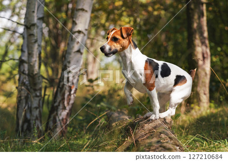Small Jack Russell terrier standing in forest on wooden log, looking attentively, black and brown spots visible on her side. Blurred sun lit trees background Small Jack Russell terrier standing in forest on wooden log, looking attentively, black and brown spots visible on her side. Blurred sun lit trees background 127210684