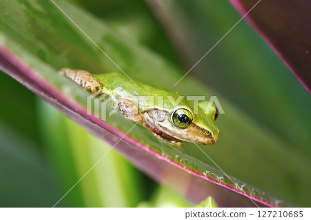 Small Madagascar green tree frog resting on green leaf, closeup detail Small Madagascar green tree frog resting on green leaf, closeup detail 127210685