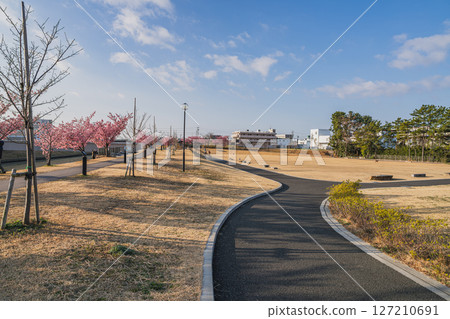 磐田市今浦公園的河津櫻花(靜岡縣) 磐田市今浦公園的河津櫻花(靜岡縣) 127210691