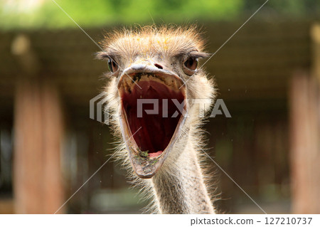 Ostrich Ostrich 127210737
