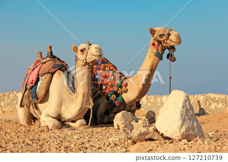 Camels in desert 127210739