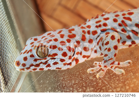 Gecko 127210746