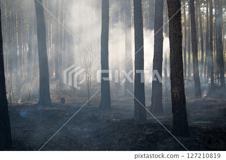 Scorched forest after fire Scorched forest after fire 127210819