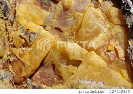 Natural hard yellow resin of pine tree, gallipot - solidified pine resin Natural hard yellow resin of pine tree, gallipot - solidified pine resin 127210820