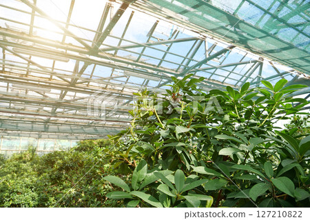 Sun shines on plants in greenhouse. Breeding new plant varieties 127210822