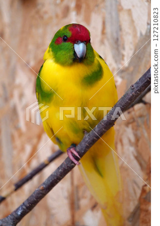 Parrot with yellow feathers sits on branch and looks at camera 127210823