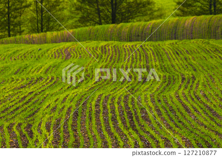This Year, Lush Green Fields are Adorned with Beautiful Wavy Patterns in the Spring Season 127210877