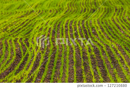 This Year, Lush Green Fields are Adorned with Beautiful Wavy Patterns in the Spring Season 127210880