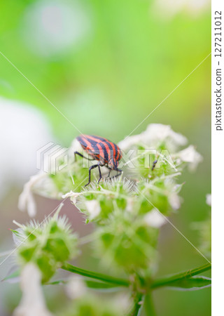 A flashy insect, the red-striped stink bug 127211012