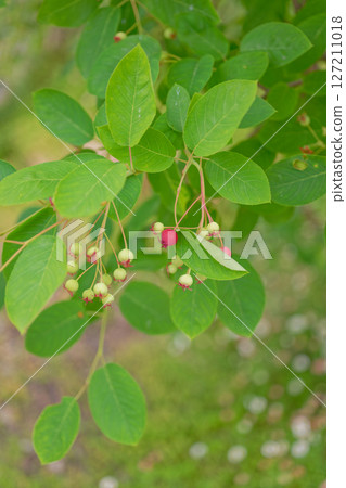 Juneberries, which bear fruit in June 127211018