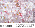 Cherry Blossoms  127211187