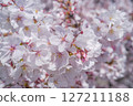 Cherry Blossoms  127211188