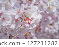 Cherry Blossoms  127211282