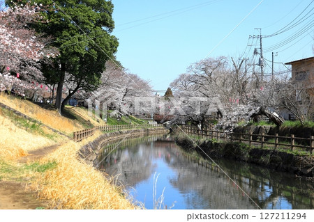 栃木縣真岡市家川臨水公園家川櫻花節的櫻花盛開 127211294