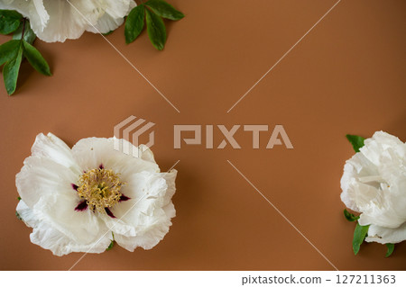 Elegant white peony with empty space for text 127211363