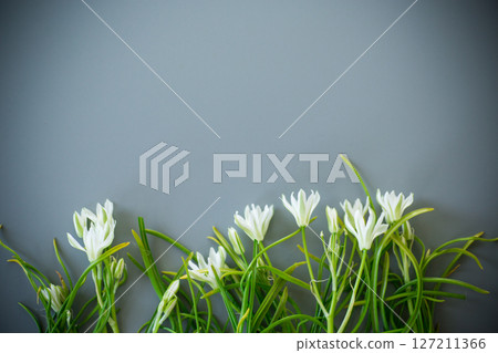 Floral background of spring snowdrops on a gray background Floral background of spring snowdrops on a gray background 127211366