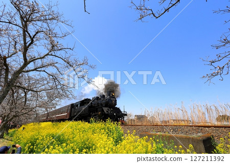 蒸汽機車、櫻花和油菜花大道/栃木縣真岡市 蒸汽機車、櫻花和油菜花大道/栃木縣真岡市 127211392