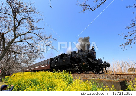 蒸汽機車、櫻花和油菜花大道/栃木縣真岡市 蒸汽機車、櫻花和油菜花大道/栃木縣真岡市 127211393