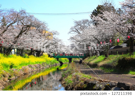 Cherry blossoms in full bloom at the Gyagawa Cherry Blossom Festival, Gyagawa Waterfront Park, Moka City, Tochigi Prefecture 127211398
