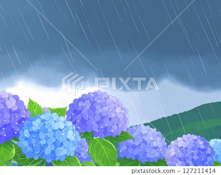 Hydrangea rainy season rain heavy rain 127211414
