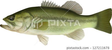 Illustrated book: Black bass illustration 127211678