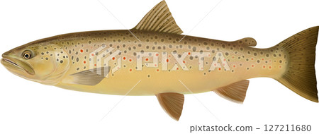 褐鱒魚圖解指南 127211680