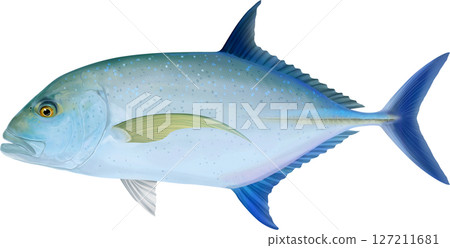 銀鰺插圖集 銀鰺插圖集 127211681