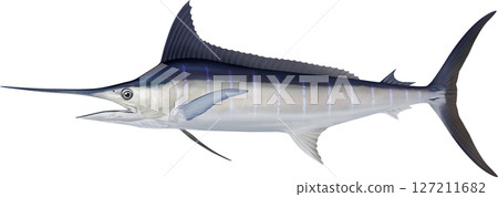 Illustrated guide to the blue marlin, blue marlin illustration Illustrated guide to the blue marlin, blue marlin illustration 127211682