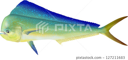 Illustration of Dolphin Fish 127211683