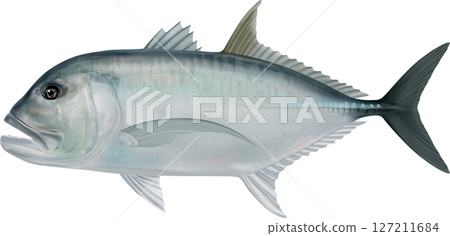 圖解本:GT Giant Trevally 插圖 圖解本:GT Giant Trevally 插圖 127211684
