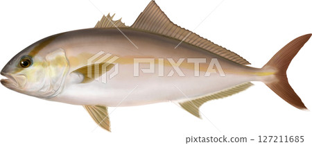 插圖書：琥珀魚插圖 127211685