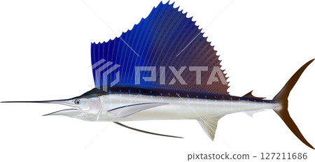 Illustration of the Sailfish 127211686