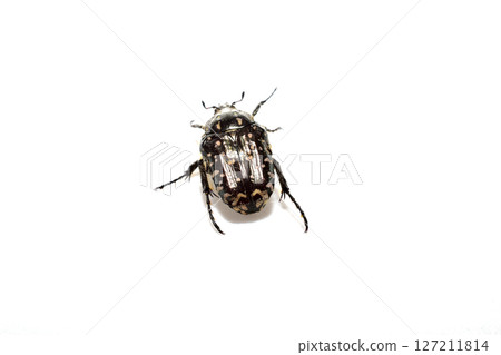 The speckled deer, or stinking deer, is a beetle from the family of lamellar beetles. 127211814