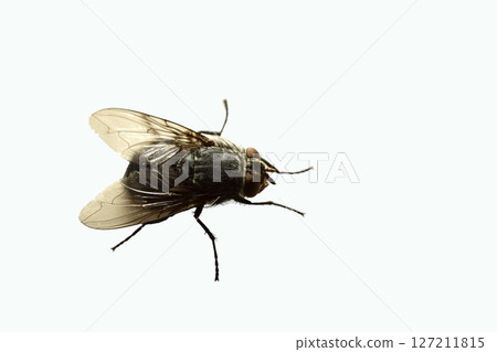 Common grey housefly 127211815