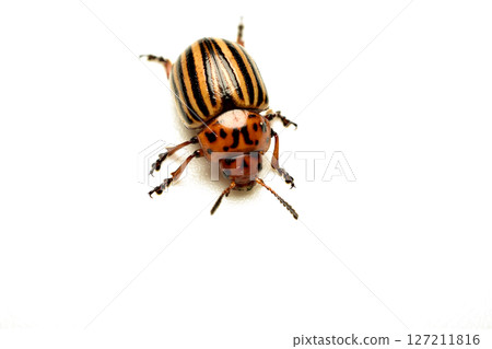Colorado potato beetle, top view. 127211816