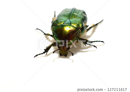 Beetle Golden bronze beetle 127211817