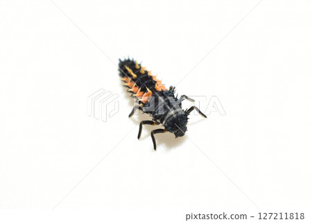 Ladybug larva, top view. 127211818