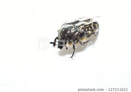 The speckled deer, or stinking deer, is a beetle from the family of lamellar beetles. The speckled deer, or stinking deer, is a beetle from the family of lamellar beetles. 127211821