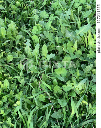 Weighing small grass 127211855