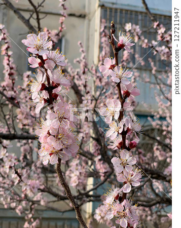Hanging buds of flowers on trees Hanging buds of flowers on trees 127211947