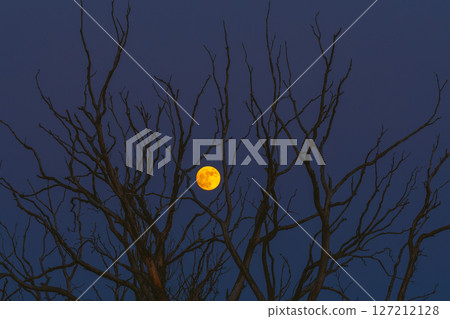 An Eerie Moonlit Night Unfolds Through the Bare Tree Branches in the Quiet Outdoors 127212128