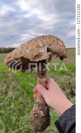 Gifts of nature, a woman holds a large mushroom parasol in her hand and admires its beauty. woman holding a mushroom. Large mushroom umbrella on the background of a green meadow Gifts of nature, a woman holds a large mushroom parasol in her hand and admires its beauty. woman holding a mushroom. Large mushroom umbrella on the background of a green meadow 127212188
