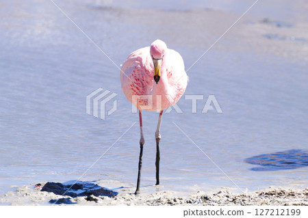 Laguna Hedionda flamingos, Bolivia 127212199