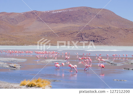 Laguna Hedionda flamingos, Bolivia Laguna Hedionda flamingos, Bolivia 127212200
