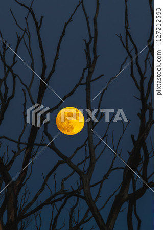An Eerie Moonlit Night Unfolds Through the Bare Tree Branches in the Quiet Outdoors 127212593
